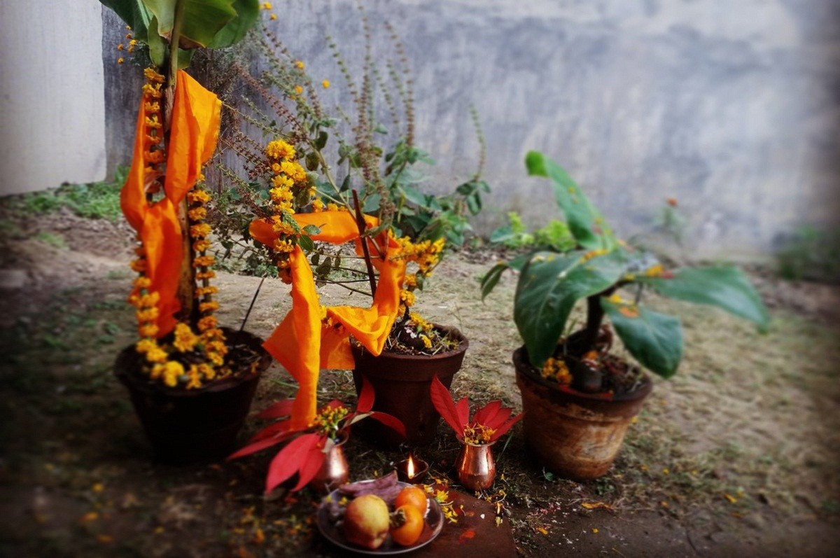 आज हरि बोधिनी एकादशी : घरमा रोपिएको तुलसीलाई दामोदरसँग विवाह गरिँदै