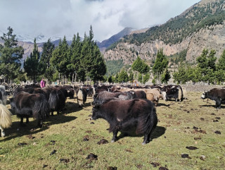 हिमपातपछि मुस्ताङका याकचौँरी बेँसीमा स्थानान्तरण