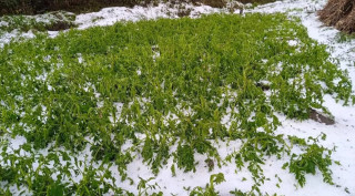 विभिन्न जिल्लामा असिना पानी, सबैभन्दा बढी वर्षा सङ्खुवासभामा
