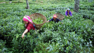 परीक्षणसम्बन्धी नयाँ नियमले चिया निर्यात ठप्प