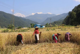 धान थन्क्याउन किसानलाई युवा जनशक्ति पाउनै सकस